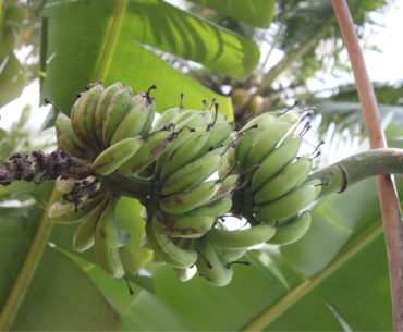 Au cœur de Bali – suite